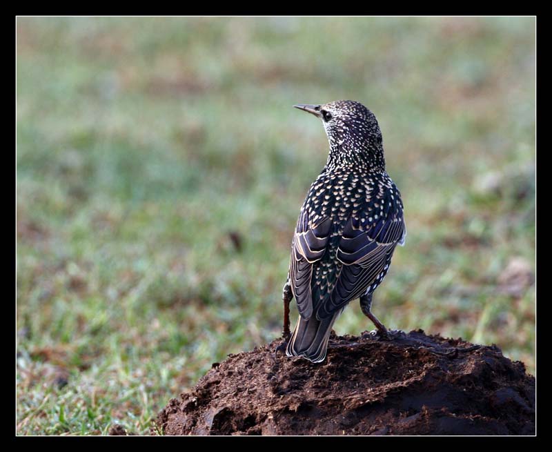Common Starling