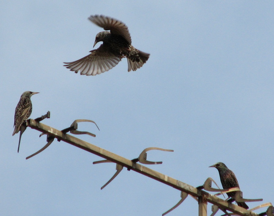 Common Starling