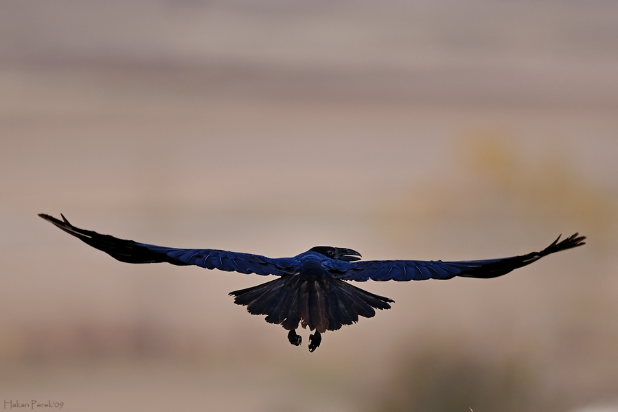 Northern Raven