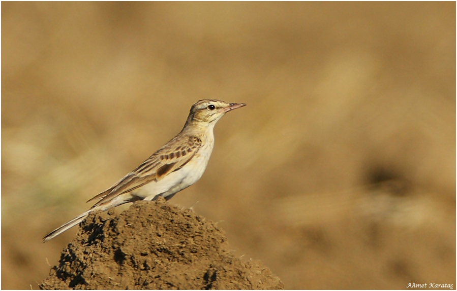 Tawny Pipit