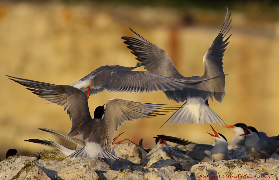 Common Tern