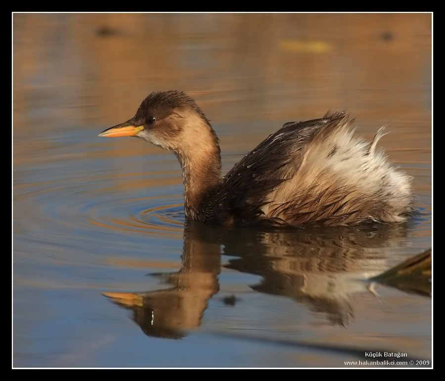 Little Grebe