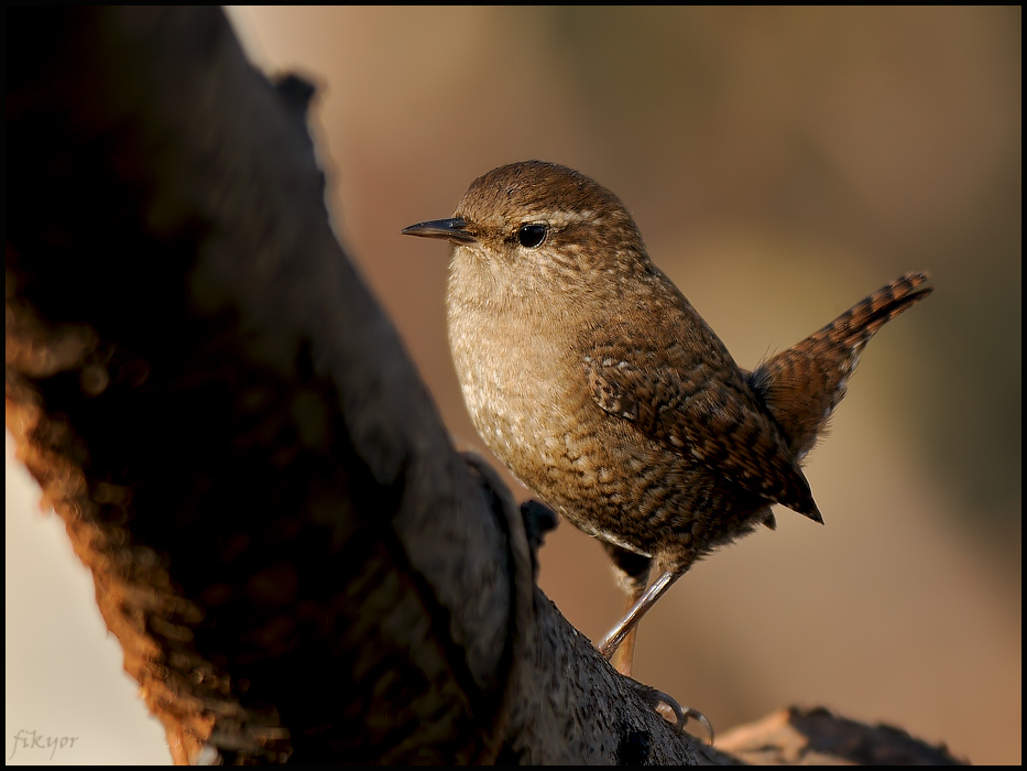Eurasian Wren
