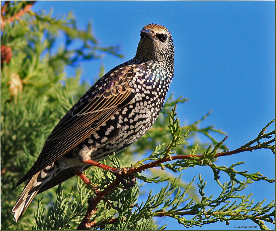 Common Starling