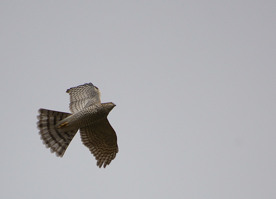 Eurasian Sparrowhawk