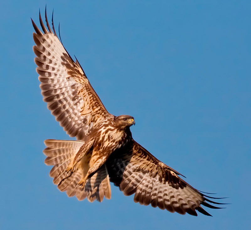 Common Buzzard