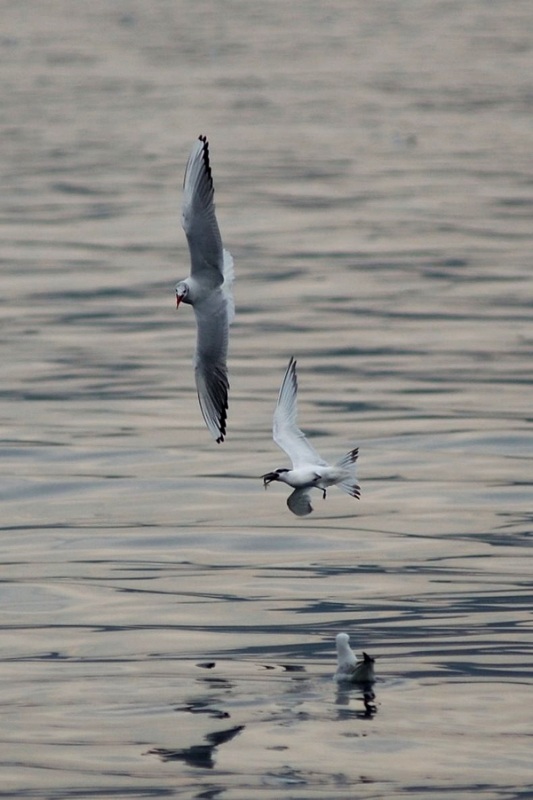 Sandwich Tern