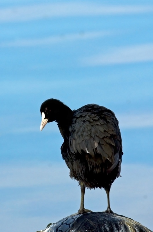 Eurasian Coot