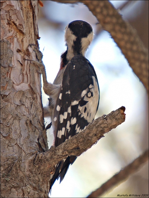 Syrian Woodpecker