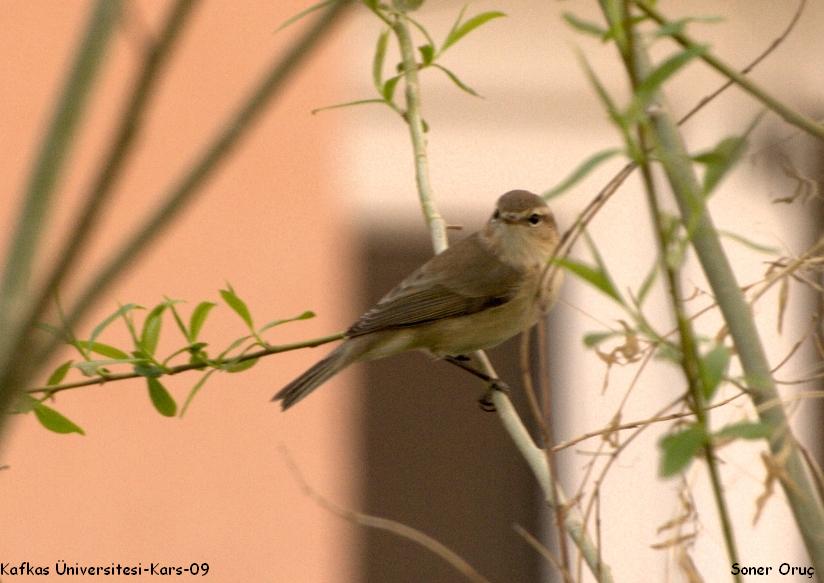 Mountain Chiffchaff