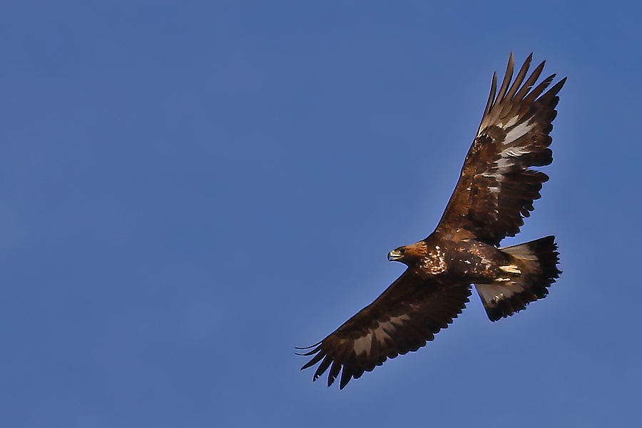 Golden Eagle