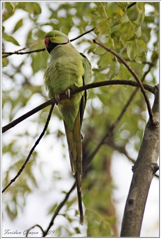 Rose-ringed Parakeet