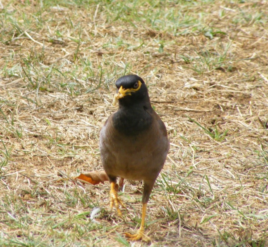 Common Myna