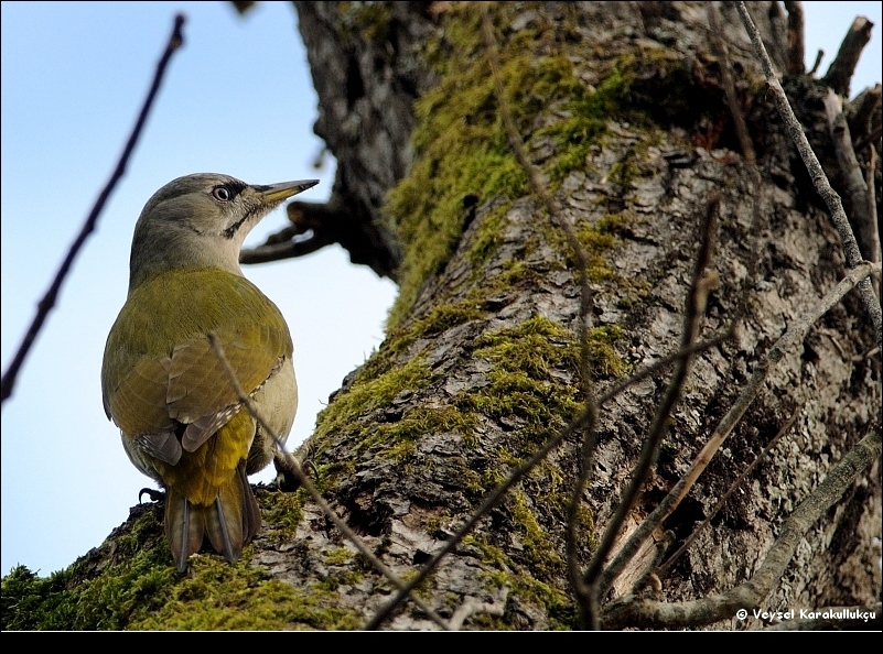 Grey-headed Woodpecker