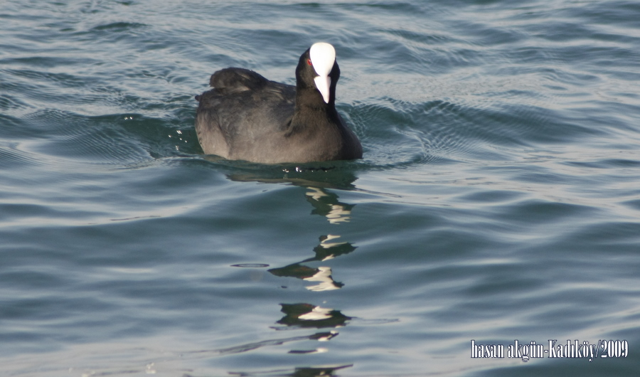Eurasian Coot