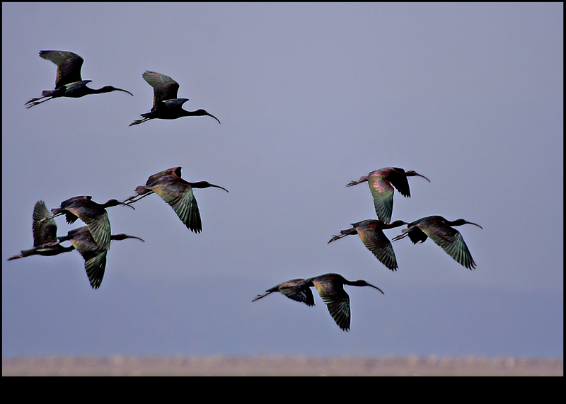 Glossy Ibis