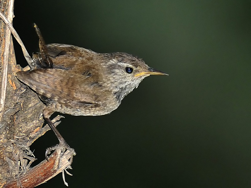Eurasian Wren