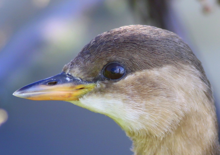 Little Grebe