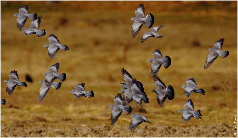 Stock Dove
