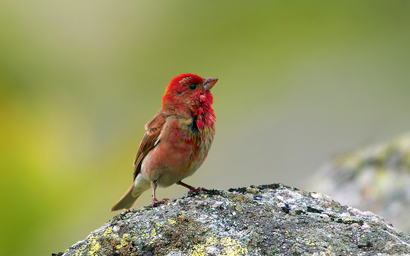 Common Rosefinch