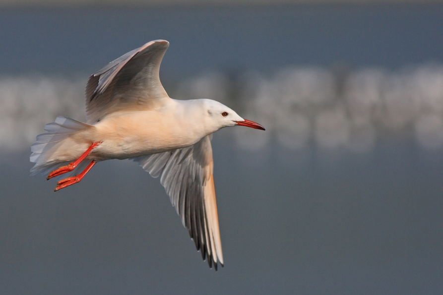 Slender-billed Gull