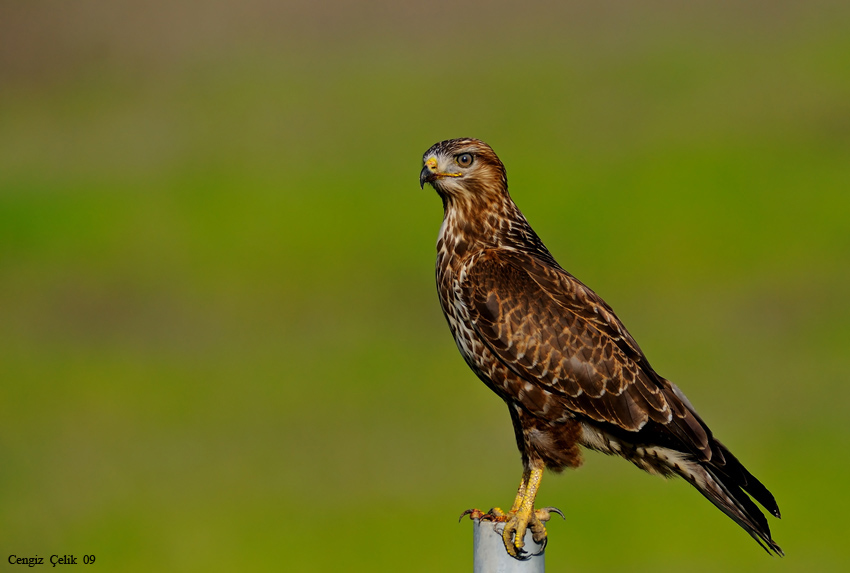 Common Buzzard