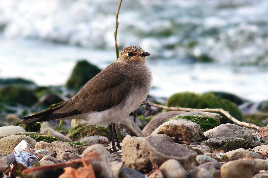 Collared Pratincole