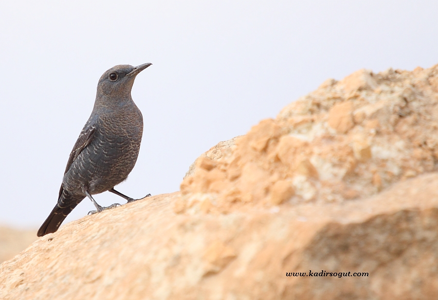 Blue Rock Thrush