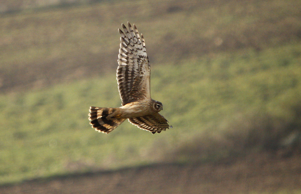 Hen Harrier