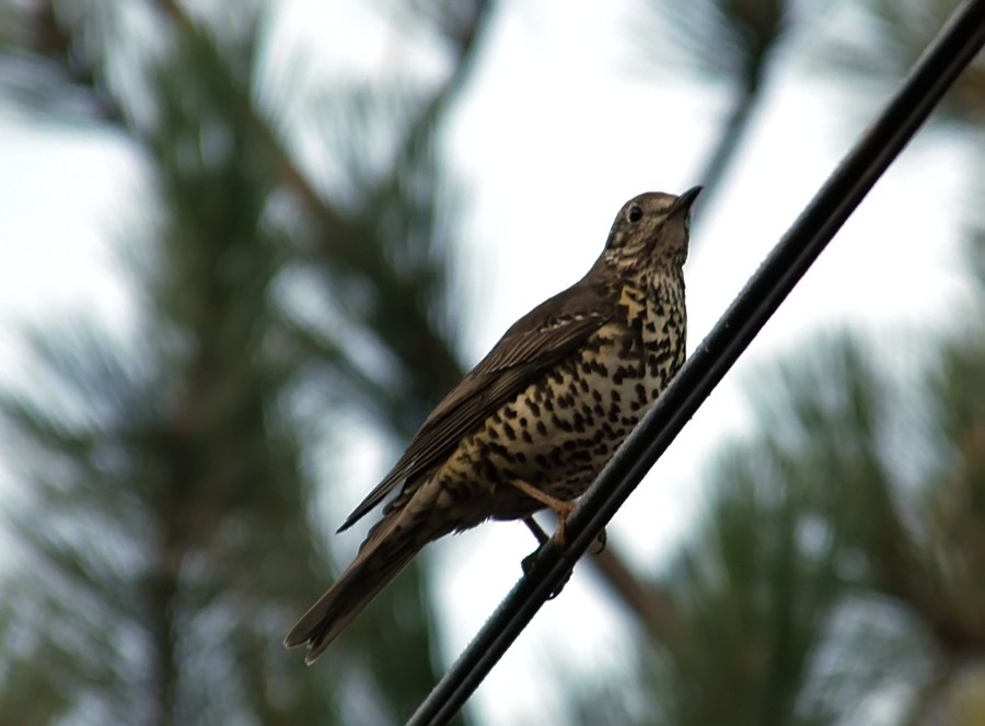 Mistle Thrush