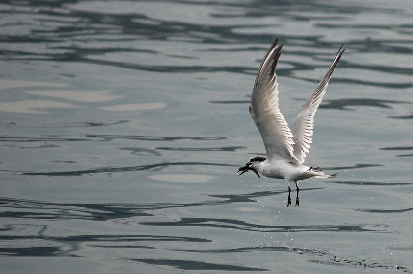 Sandwich Tern