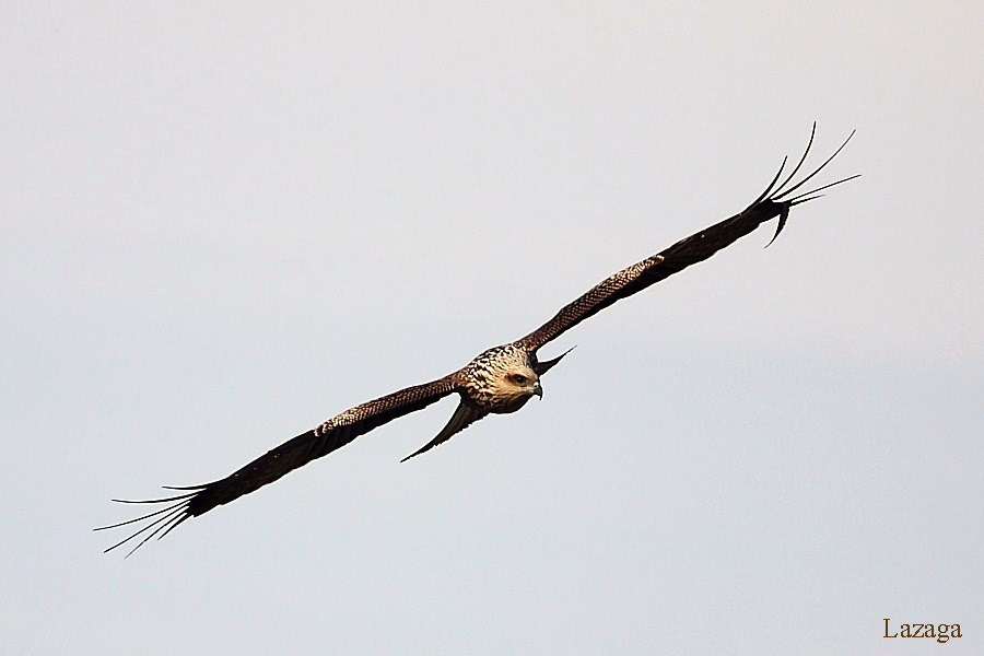 Black Kite