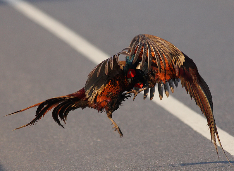 Common Pheasant