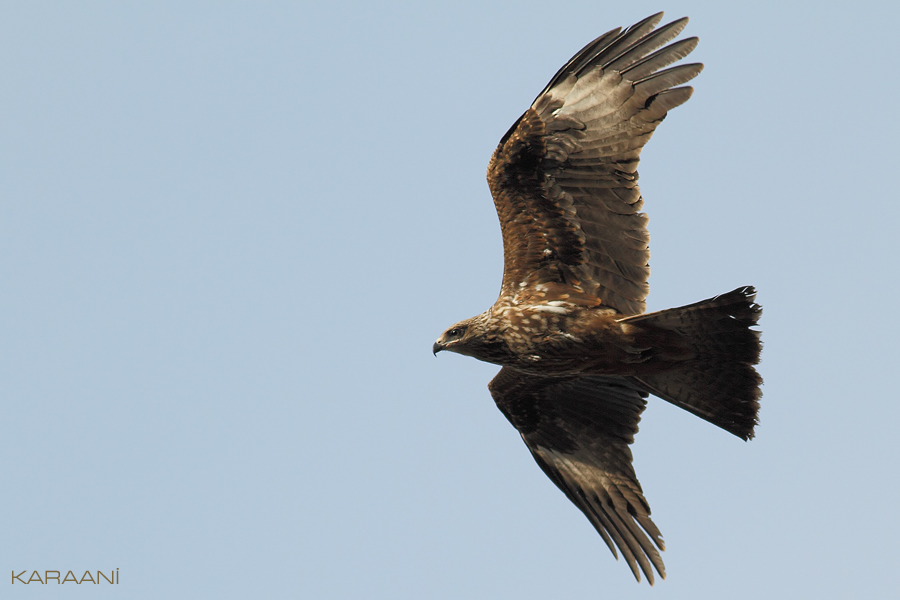 Black Kite