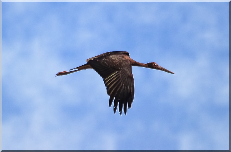 Black Stork