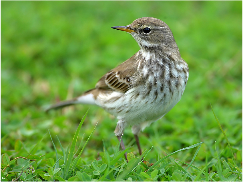 Water Pipit