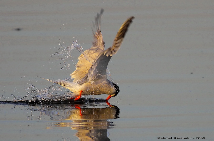 Common Tern