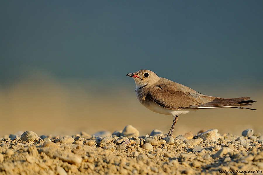 Collared Pratincole