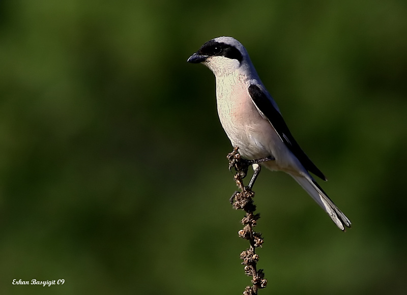 Lesser Grey Shrike