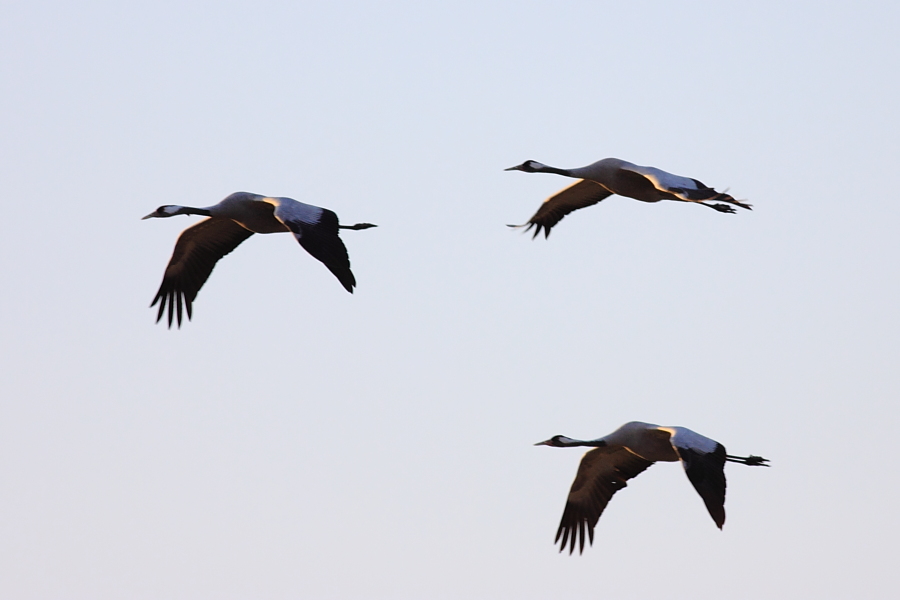 Common Crane