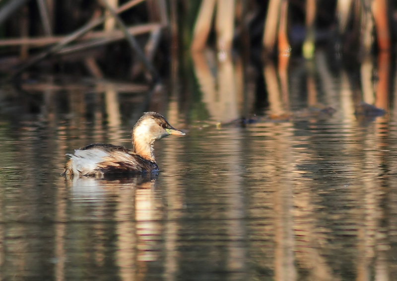 Little Grebe