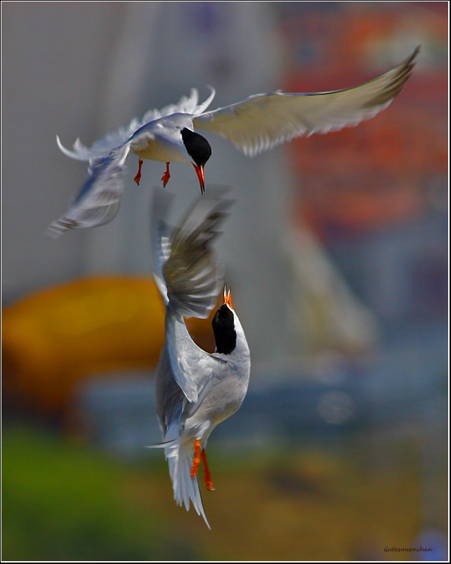 Common Tern