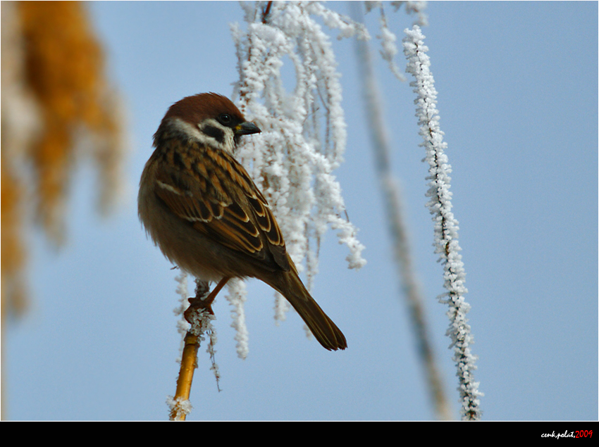 Eurasian Tree Sparrow