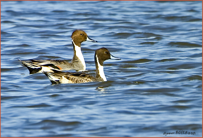 Northern Pintail