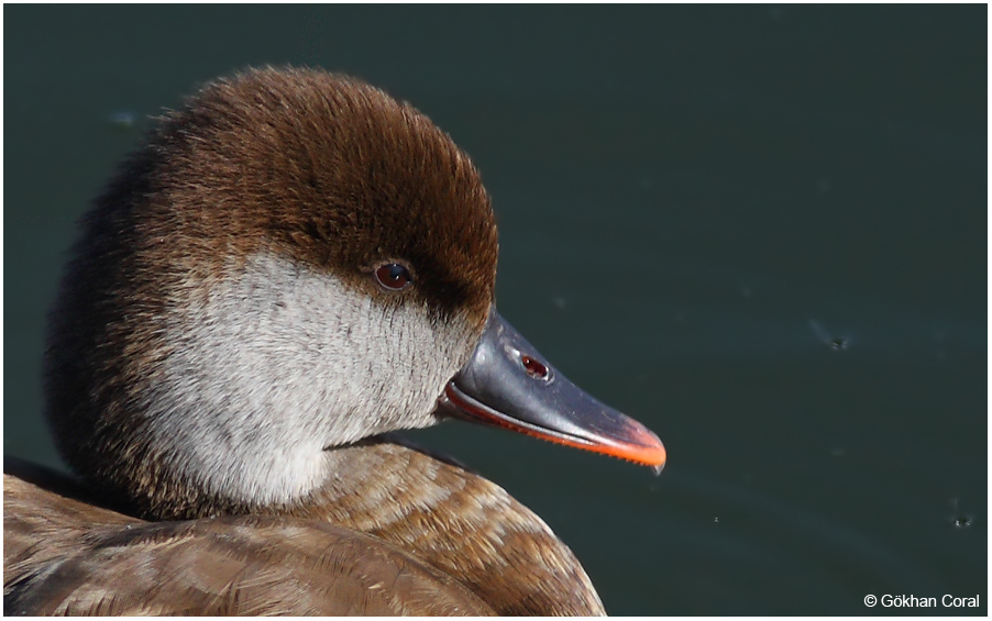 Red-crested Pochard