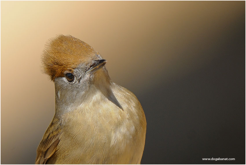 Eurasian Blackcap