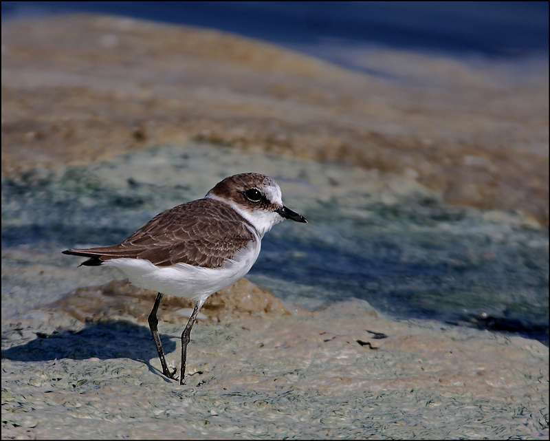 Kentish Plover
