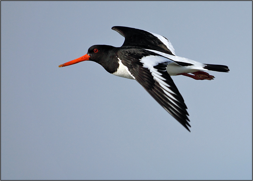 Eurasian Oystercatcher