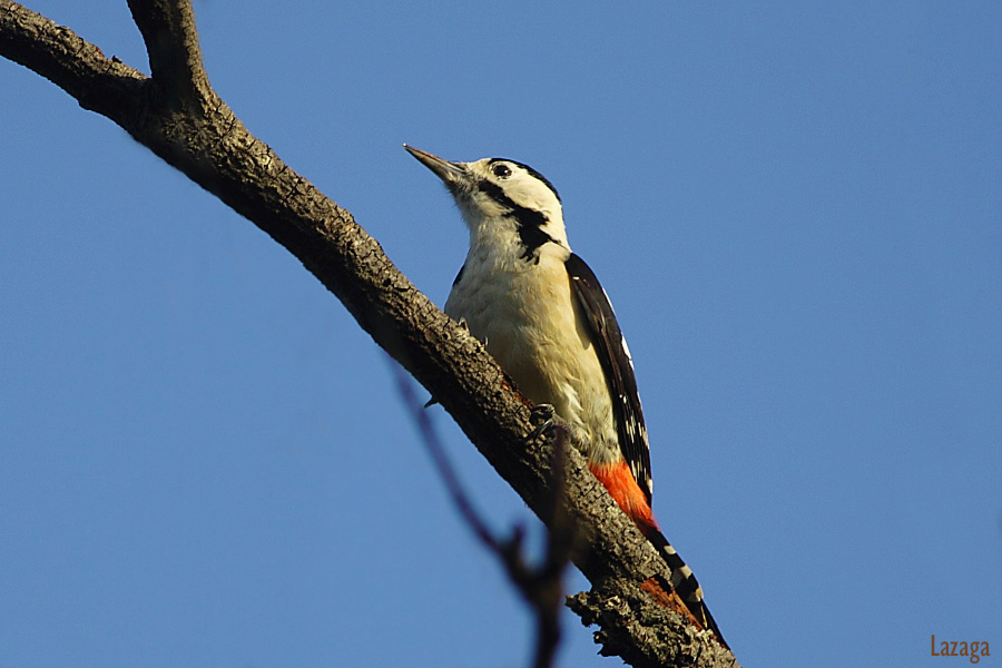 Syrian Woodpecker