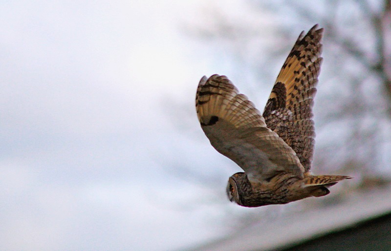Long-eared Owl